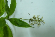 <strong>Pollia secundiflora - Ramon, Laurence - 193</strong><br />© Ramon, Laurence